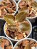 Anoectochilus roxburghii Hayata Hong Sia